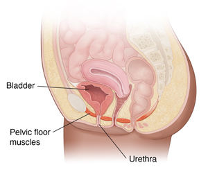 Side view cross section of female pelvis and abdomen showing pelvic floor muscles.